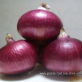 Exporters fresh market prices red onion for importers